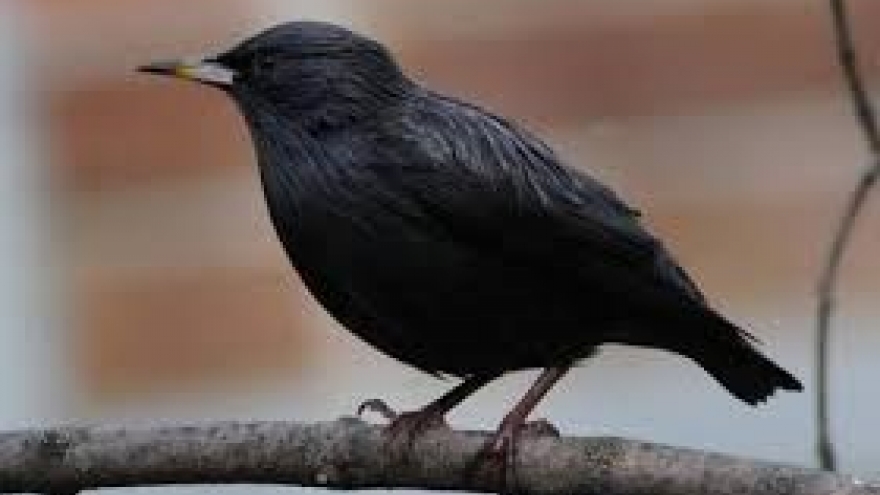 "Con sáo đen”: Khát khao bầu trời tự do